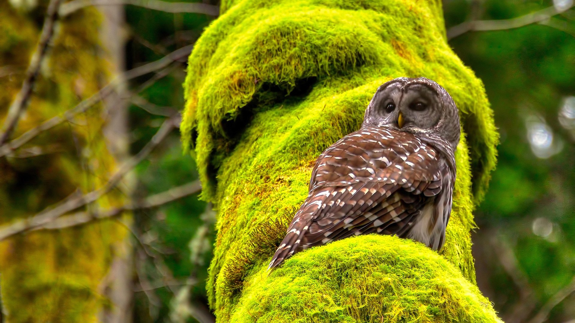 丁俊晖亲笔信致谢球迷支持多年,丁俊晖赛后采访
