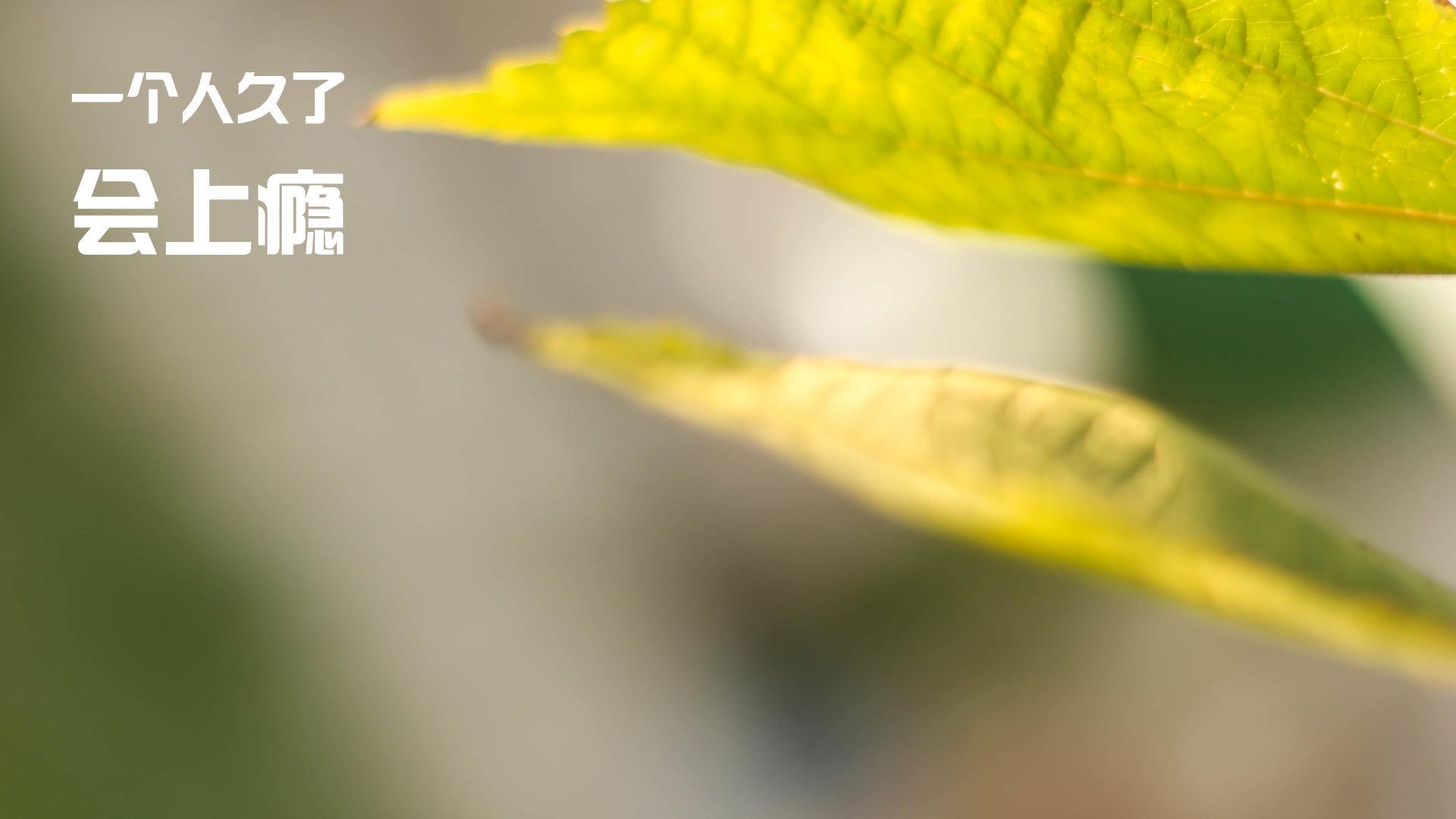 帕金斯成功晋级为未来蓄势，帕金斯有冠军吗